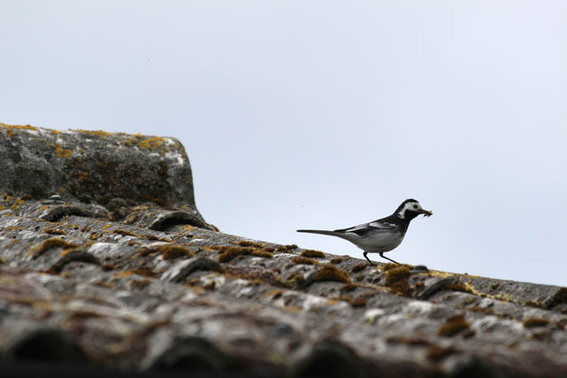 Pied Wagtail with food for young