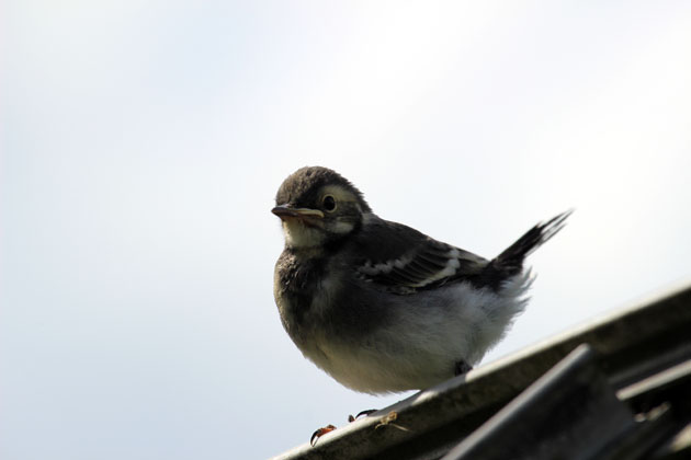 Pied Wagtain fledgling