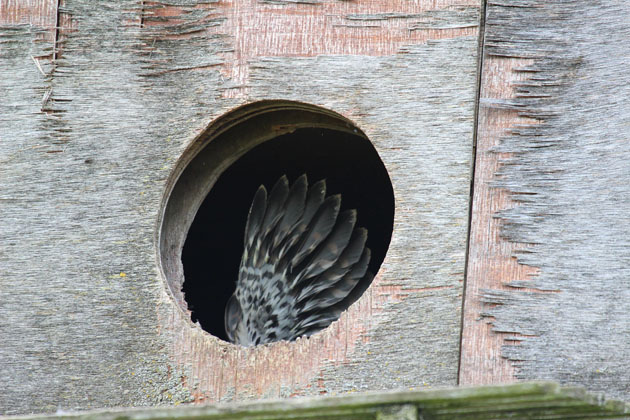 Young Kestrels in the nestbox