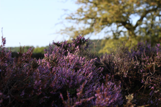 Heather on North York Moors