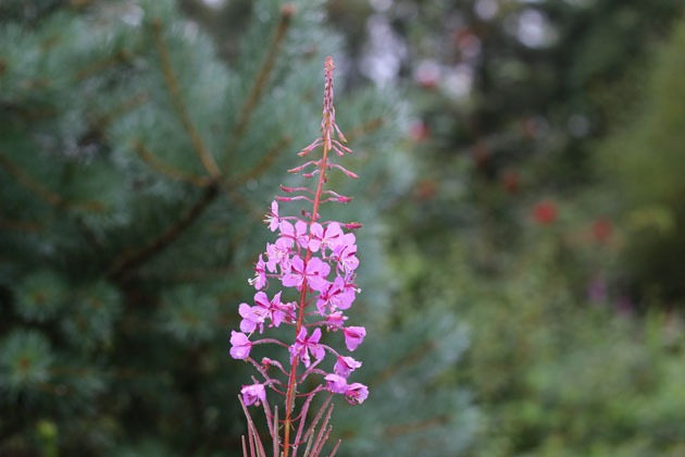 Rosebay Willowherb