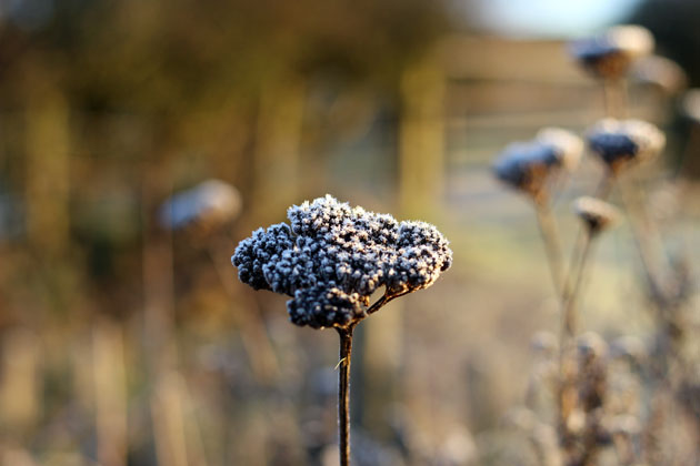 Frosty morning