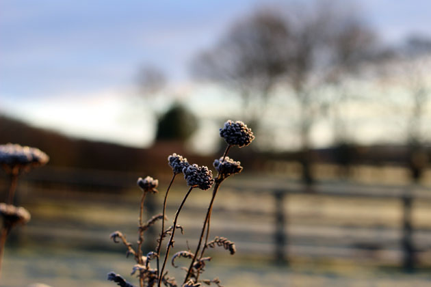 Winter flower stems