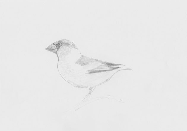 Hawfinch sketch