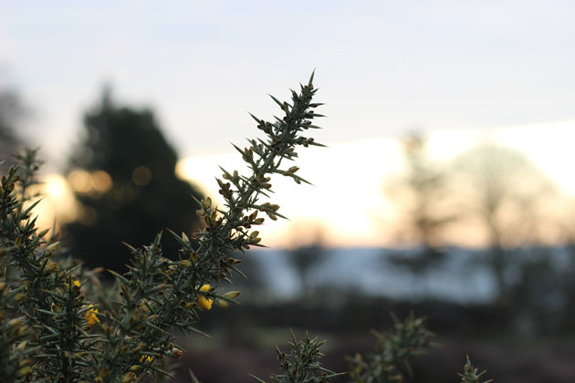 Gorse buds