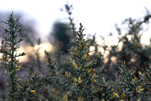 Gorse shrub