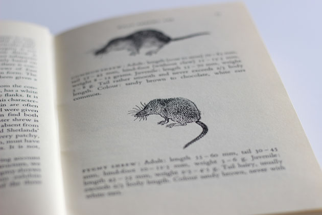 Shrew line drawings