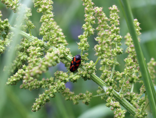 Froghopper