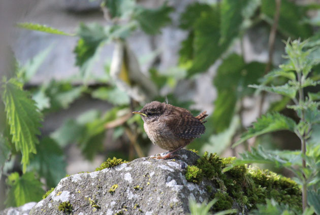 Wren fledgling