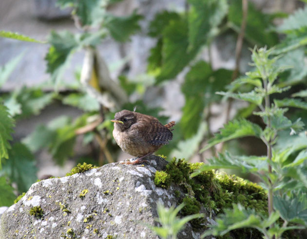 Wren chick