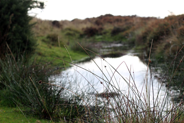 Moorland pool