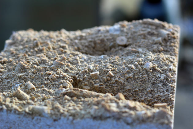 Fossils on stone surface