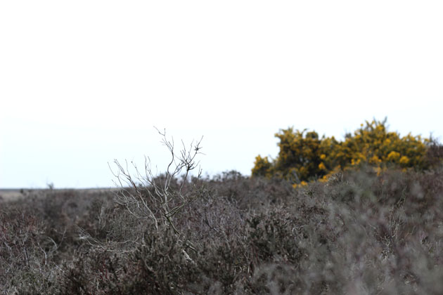 Gorse in bloom