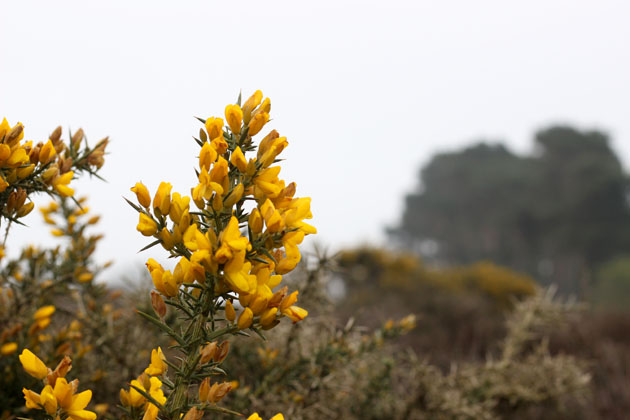 Gorse flowers