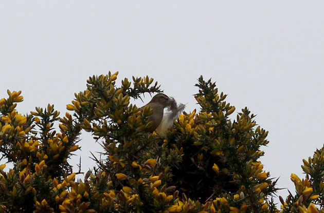 Female Stonechat