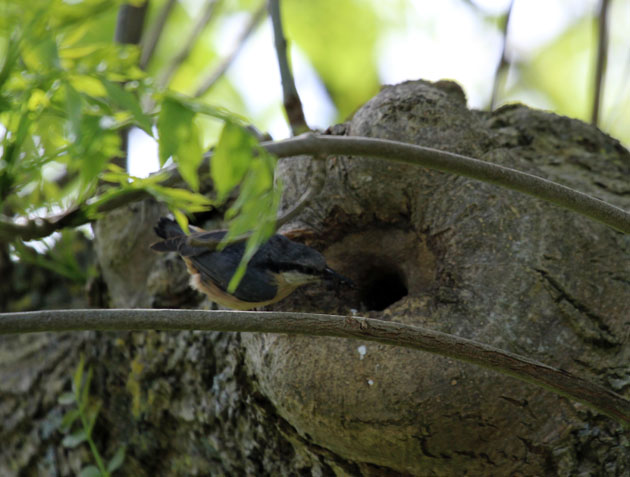 Nuthatch nest