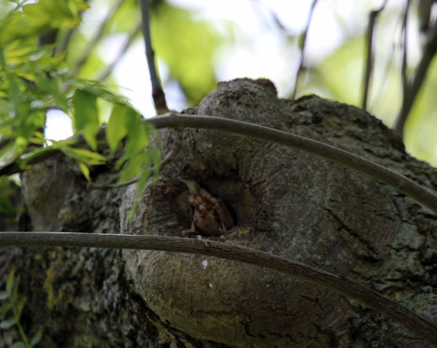 Nuthatch from behind