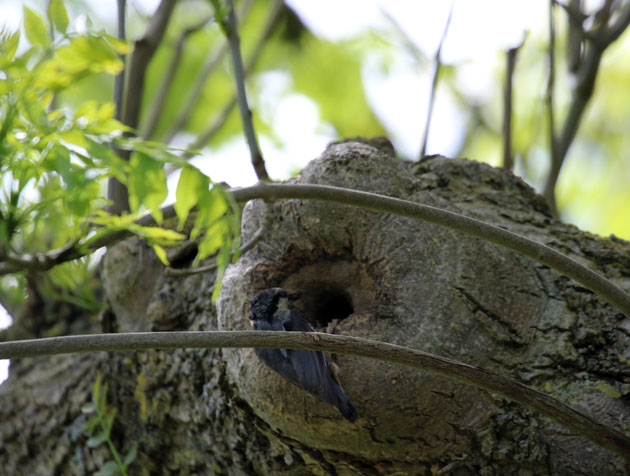 Nuthatch enters the nest