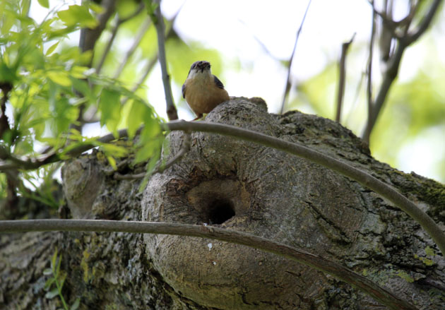 Nuthatch nest site