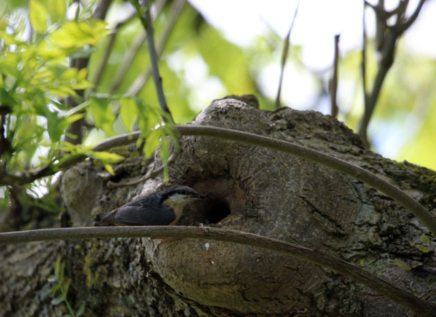 Nuthatch nest