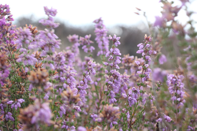 Ling in bloom