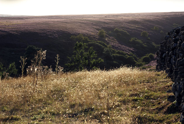 Lastingham heather