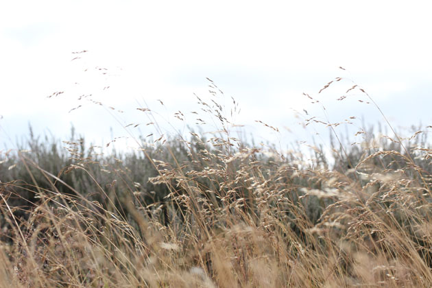 Moorland grass