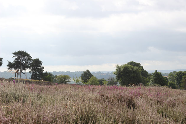 Heather at Lastingham