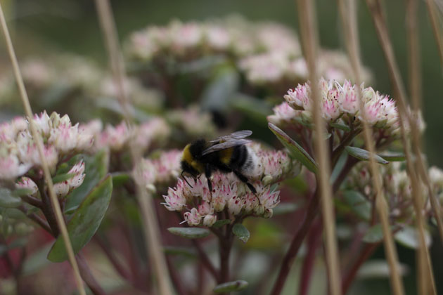 bee on sedum