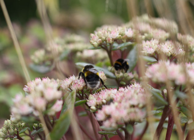 bees on my sedum plant