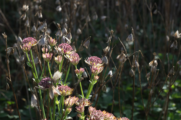 Prairie garden