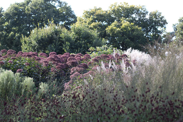 Prairie garden 