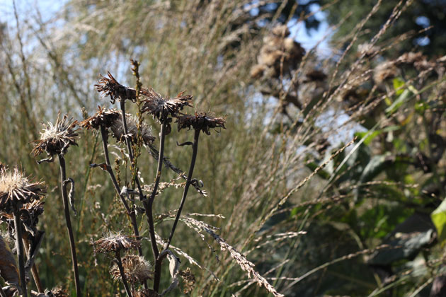 Seed heads