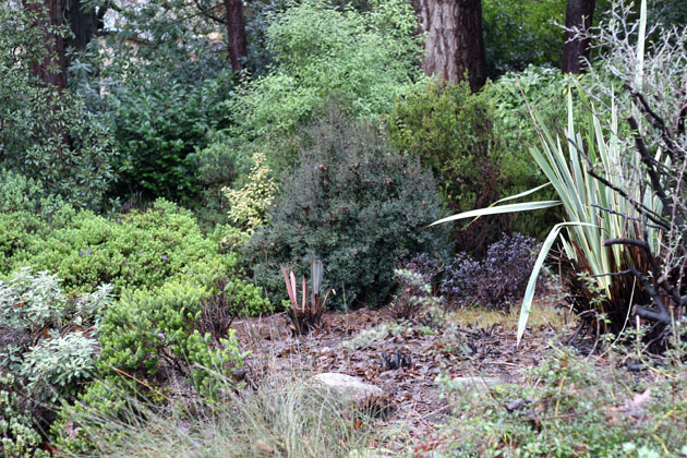 New Zealand Garden Phormiums
