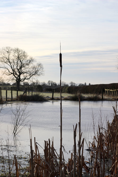 Oldfield Pond in winter