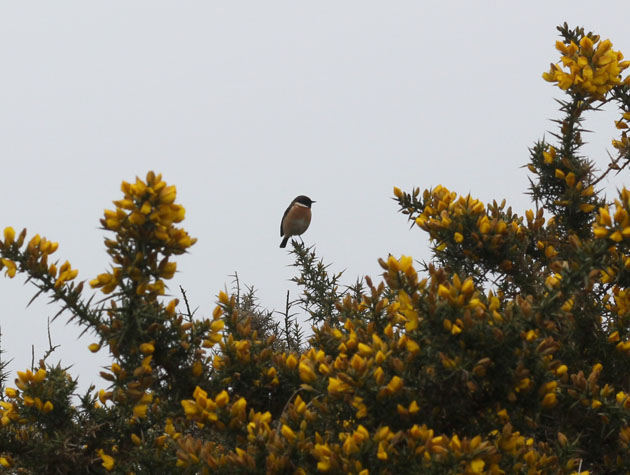Signs of spring on the moor, birds on the gorse